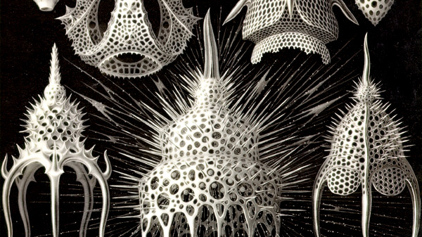 Haeckle, Kunstformen der Natur